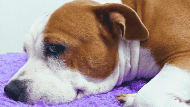 El poder sanador de los animales